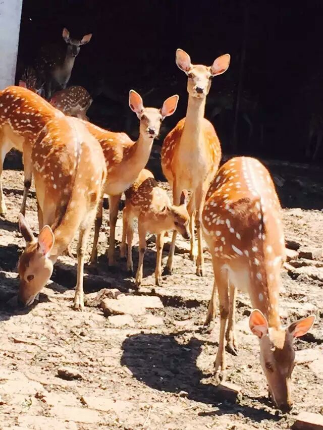 鑫禄鹿场的图标