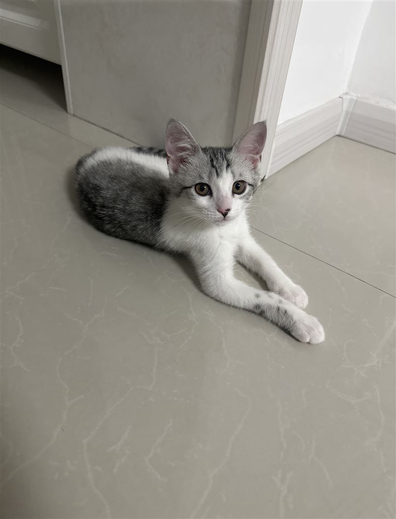 两个月小猫免费送
