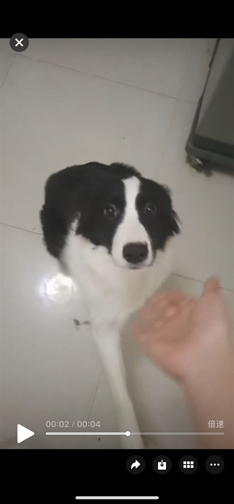 卖边牧