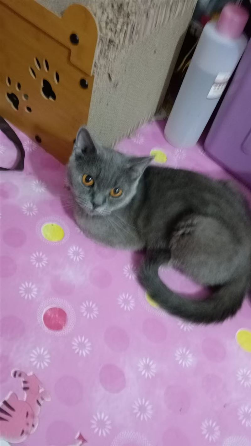有偿领养