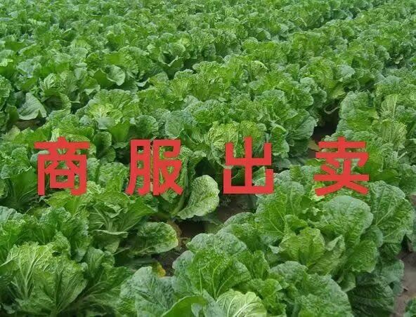 商服出卖